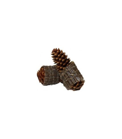 allume-feu-pive-pin